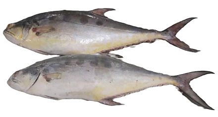 2 queenfish