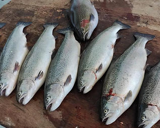 Rainbow Trout