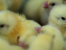 An Eagle Amongst Chickens | Rabbi Yisroel Majeski