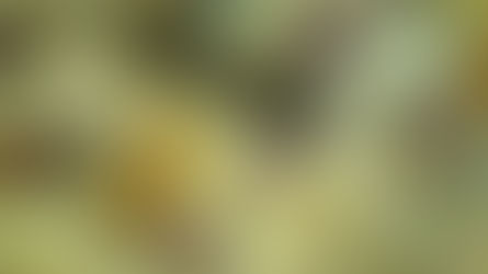 An Eagle Amongst Chickens | Rabbi Yisroel Majeski