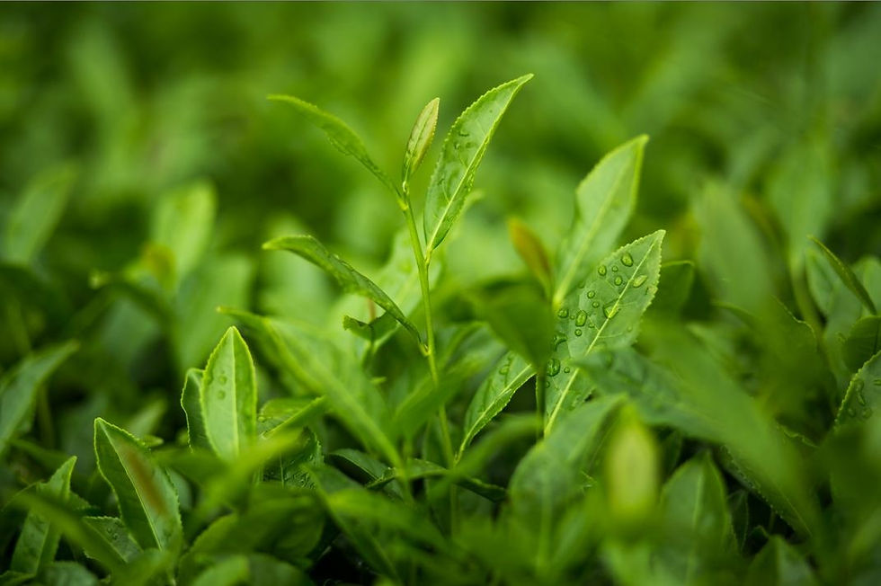 Miniatyrbild: Färska gröna teblad som växer i Gooteas privata teträdgård, råmaterial för premium oolong-te.