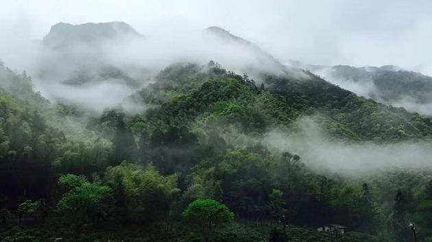 Miniatyrbild: Wuyi-berg i Fujian, Kina – ursprungsplats för Lapsang Souchong te