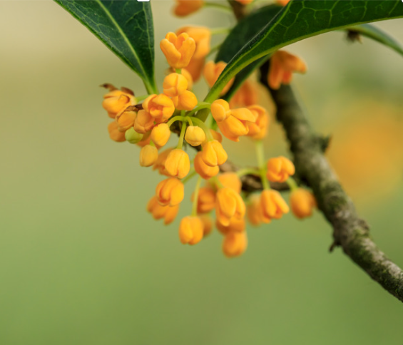 Miniatyrbild: Gyllene Golden Osmanthus på gren – doftande blommor som blommar i höstsolen i södra Kina.