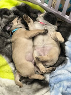 Love those pugs