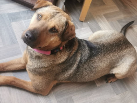 Nova