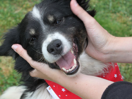 Reserved - Lucky