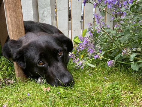 Lyla (was Violet)