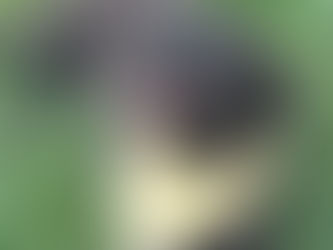 Joe