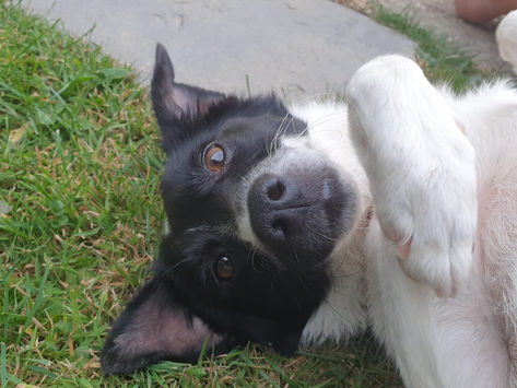 Pipi