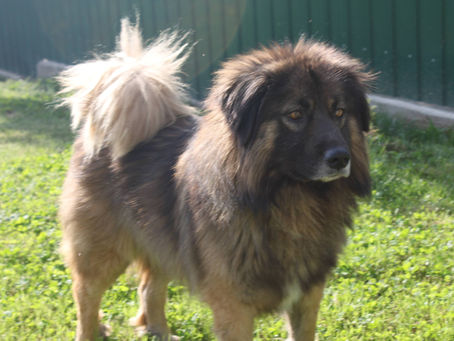 Apolo