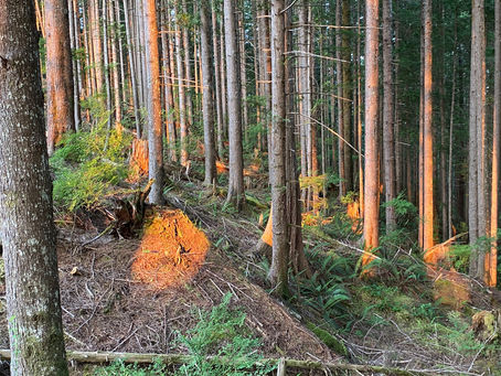 FORAGING TRIP PREP GUIDE