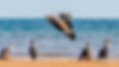 nature-marine-hervey-bay.jpeg