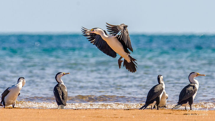 nature-marine-hervey-bay.jpeg