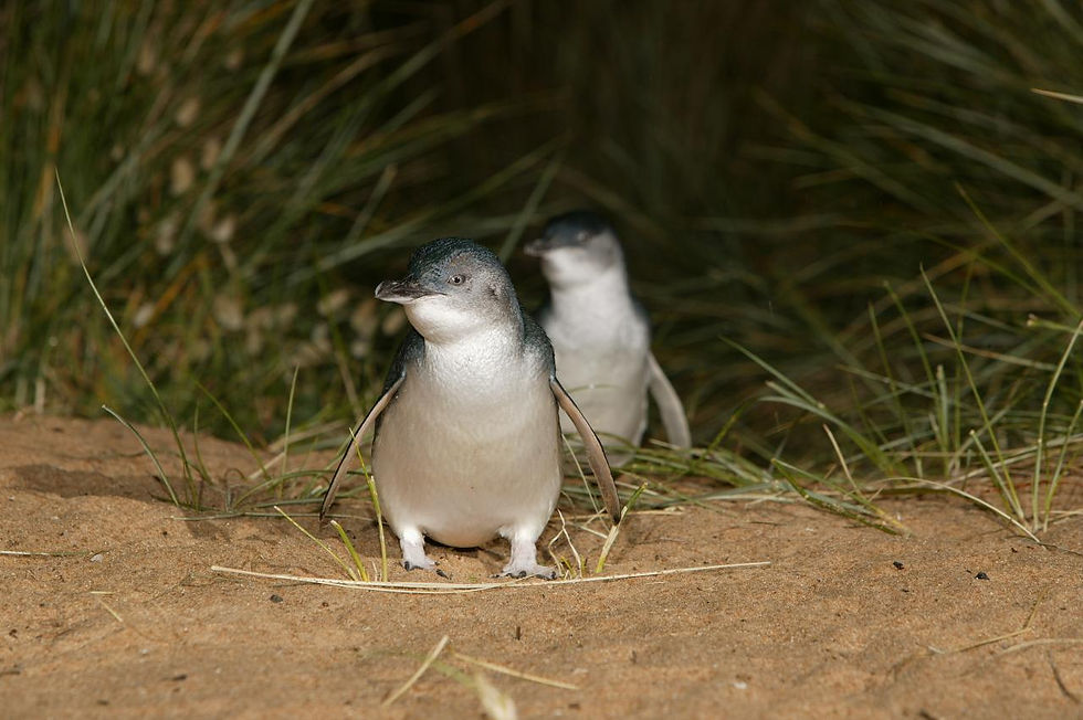 Phillip Island Penguins & Koalas