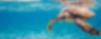 hervey bay turtle tour