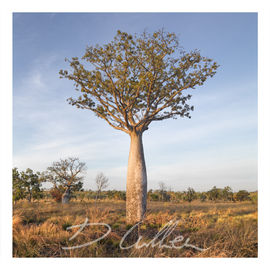 Boab Tree sunrise and sunset