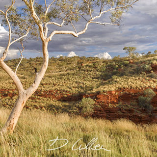 Tree at Oxer Lookout, Karijini National Park