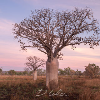 Sunrise over Boab Trees, Kimberley Region