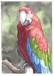 authentic original hand made watercolor painting greenwing macaw parrot perched on a branch in sunlight realistic