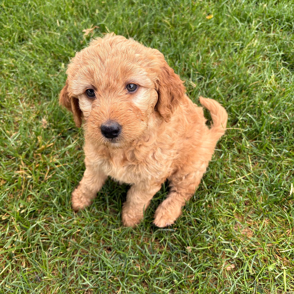 Red Mini Goldendoodle