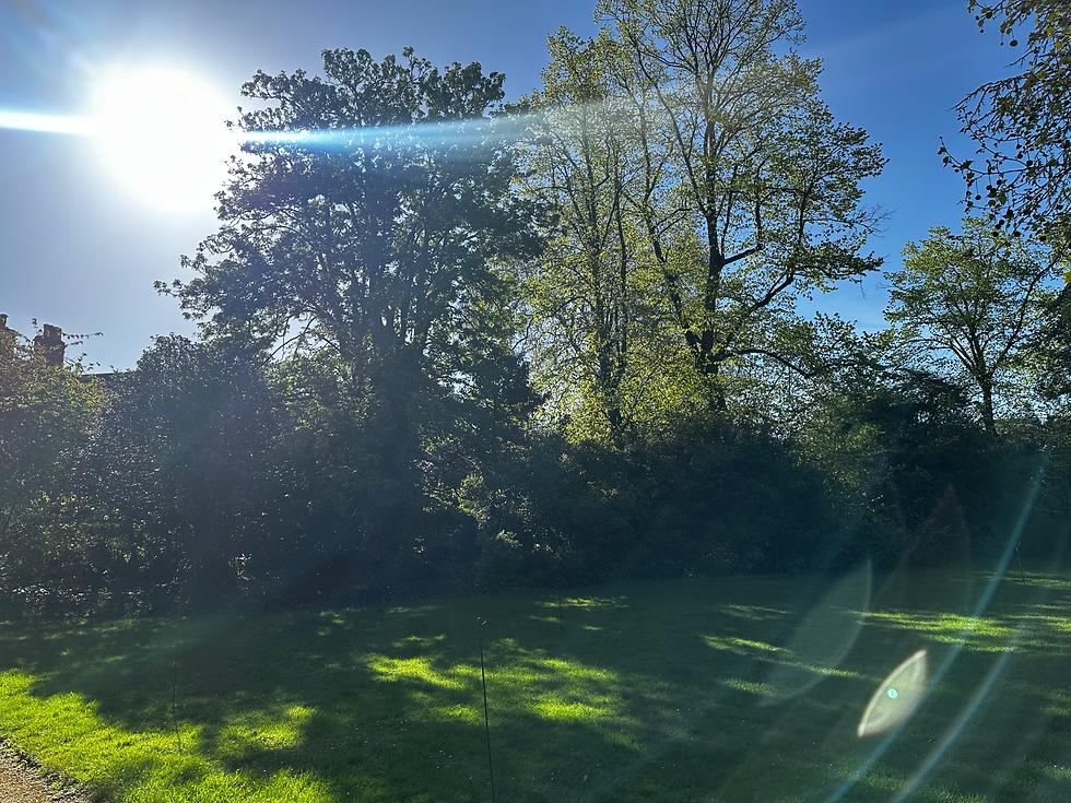 Green trees.heif
