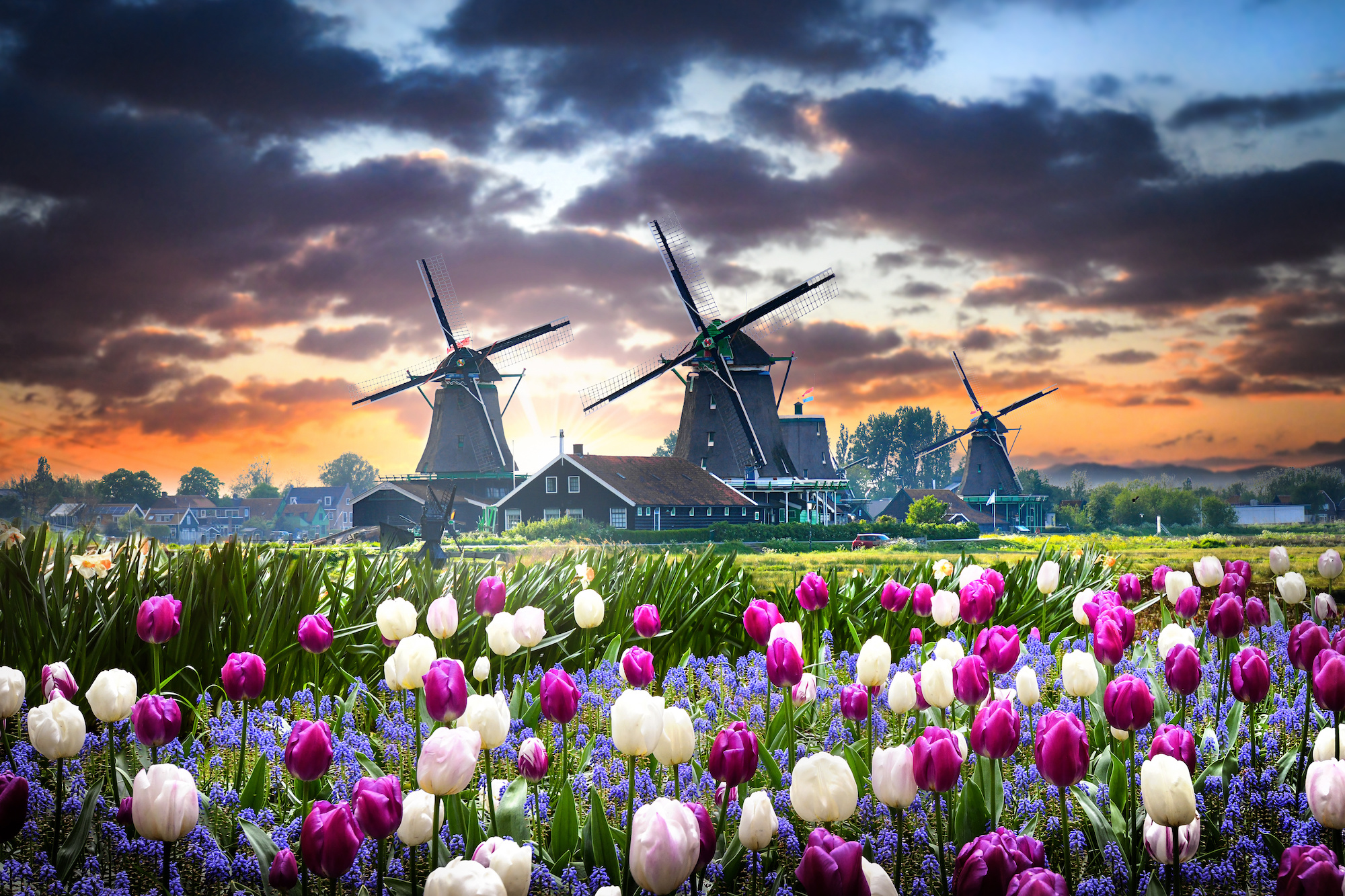 Experience the Magic of Tulips in the Netherlands this Spring!