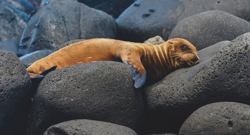 Seals on rocky beach