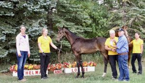 Gold Medal foal by D’ Egalité out of a Warkenson mare, from Thelma and Louise Sport Horses