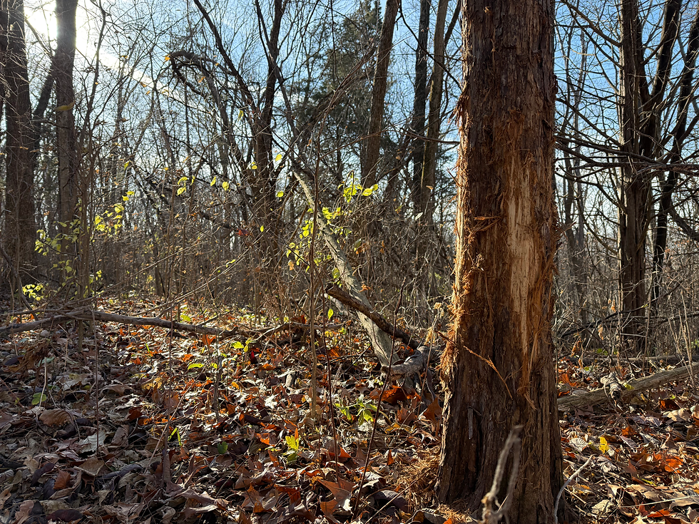 A large deer rub on a cedar tree on a farm in Mercer County, IL.