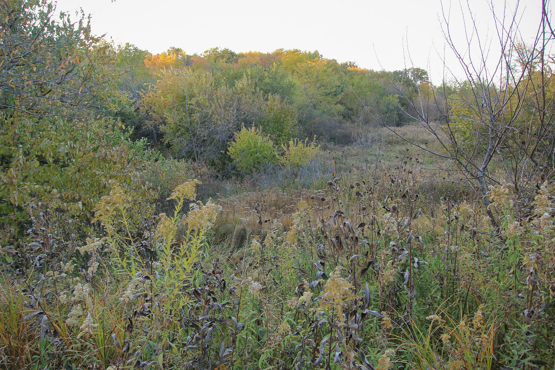 Very diverse upland wildlife habitat with a wide variety of native plant species, providing food and cover for wildlife.