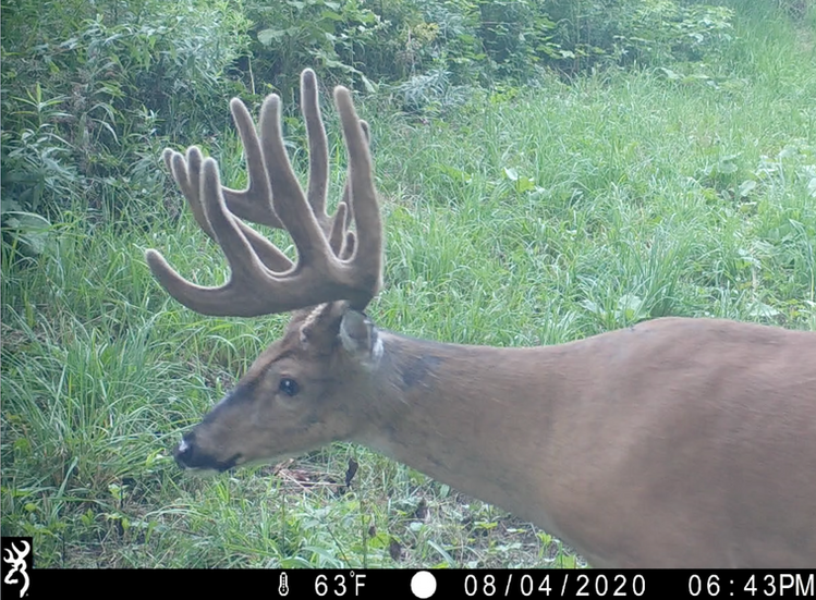 Trail camera photo of a mature trophy buck on a farm in Mercer County, IL that Chase Burns listed and sold.