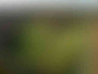 Private driveway entrance to a property that offers great accessibility and possibility to subdivide and develop farther in the future.