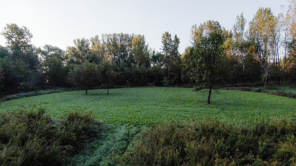 Food plot in a secluded opening on a Mercer County farm on the Edwards River.