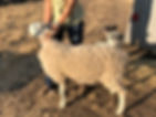IMG_4581.jpeg