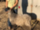 IMG_4580.jpeg