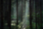 sitebackgroud.jpg