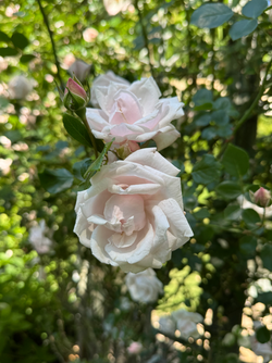 New Dawn Roses on a A Private Estate Wedding Venue in Central Virginia
