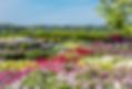 farleyflowers-3.jpg