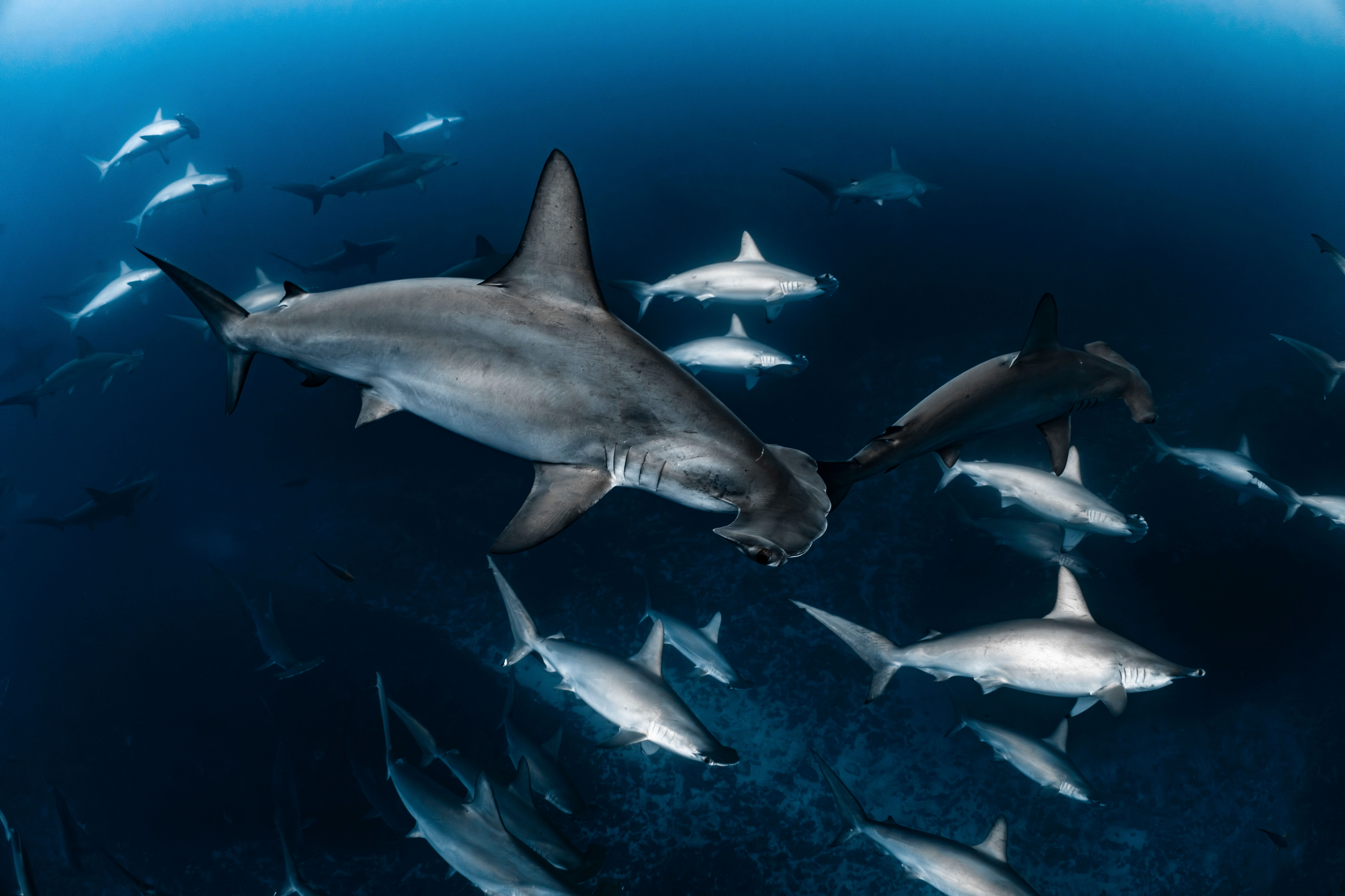 The River of Sharks