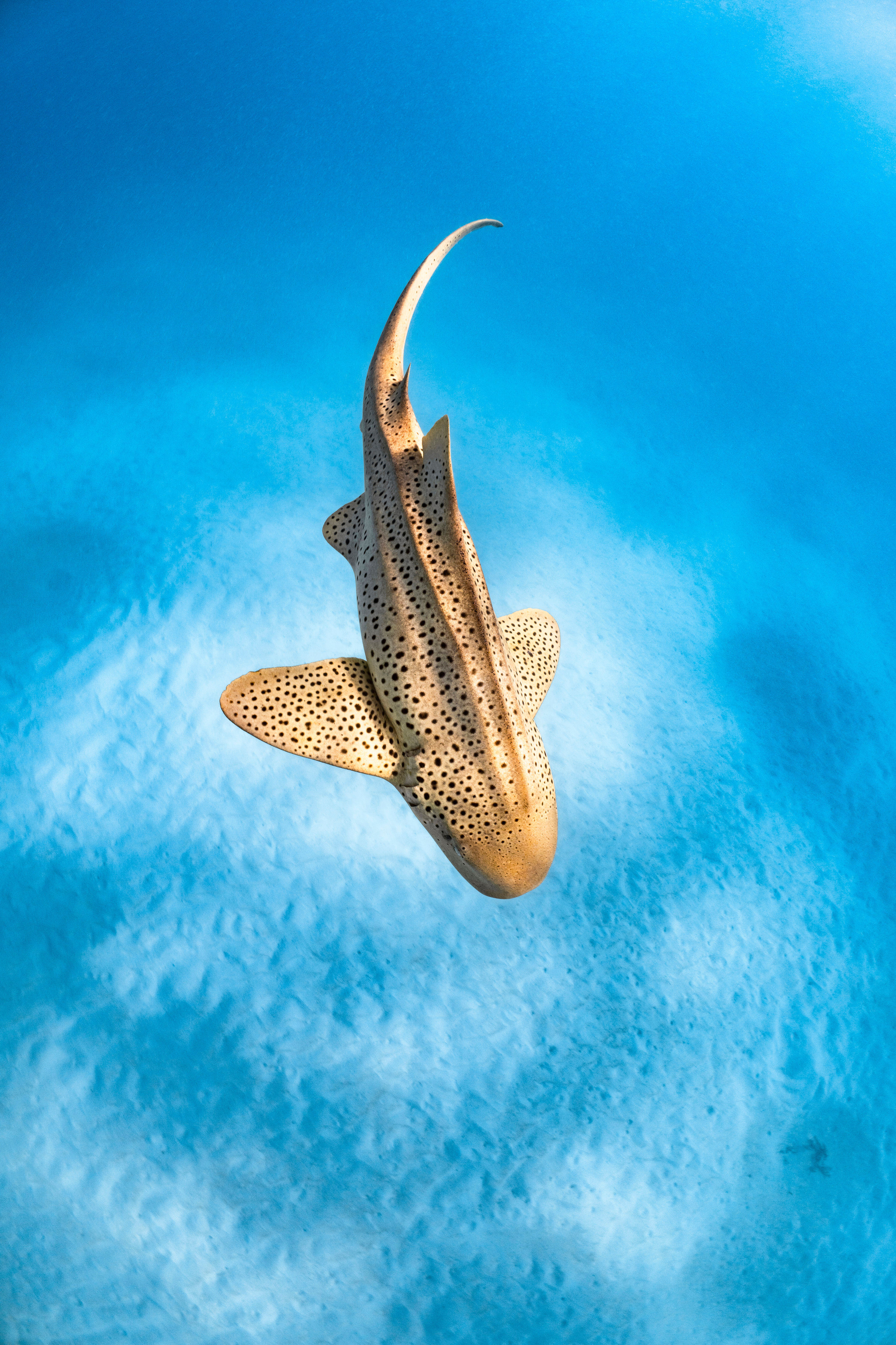 Leopard in the Lagoon.