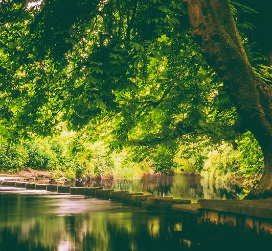 green leaf tree near body of water_edite
