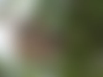 A sloth resting on a branch in the Amazon jungle near Iquitos, Peru