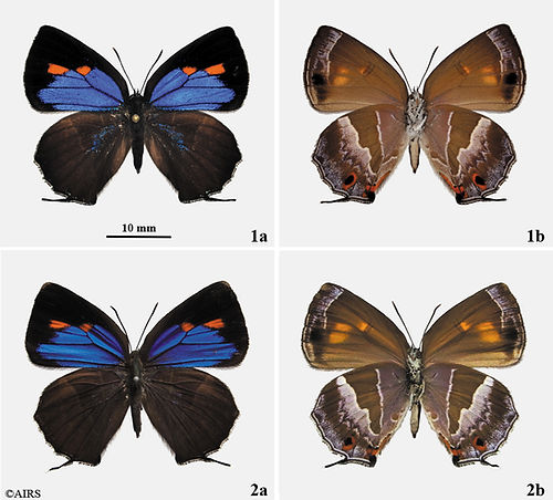 E. forsteri haematites.jpg