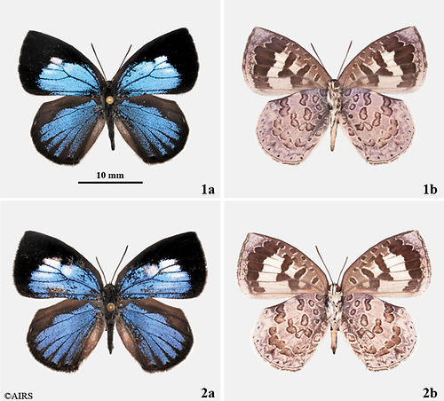A. ganesa elegans.jpg