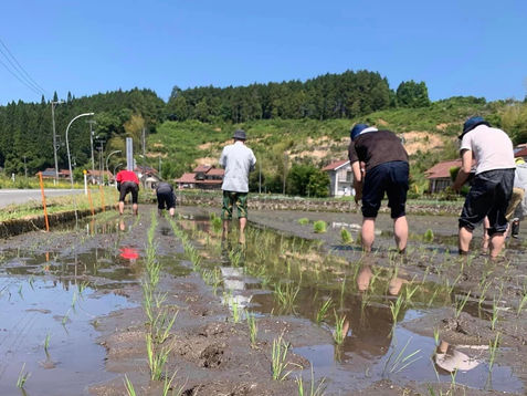 【終了しました】たんぼゼミ田植え2024