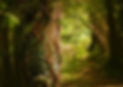 printemps forêt.jpg
