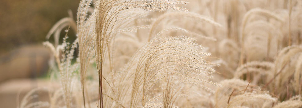 pampas-grass-3547614_1280.jpg