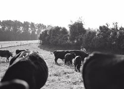 Wagyu Rinder