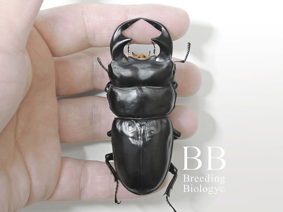 マレーアンタエウス 81.5mm 俯瞰画像