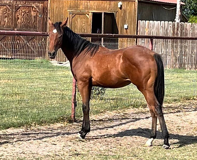 maybelle last foal.jpg